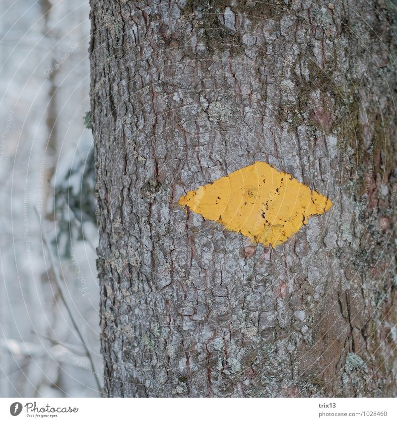 groundbreaking Trip Winter Hiking Nature Tree Moss Forest Wood Yellow White Road marking Groundbreaking Arrow Colour photo Exterior shot Close-up Detail