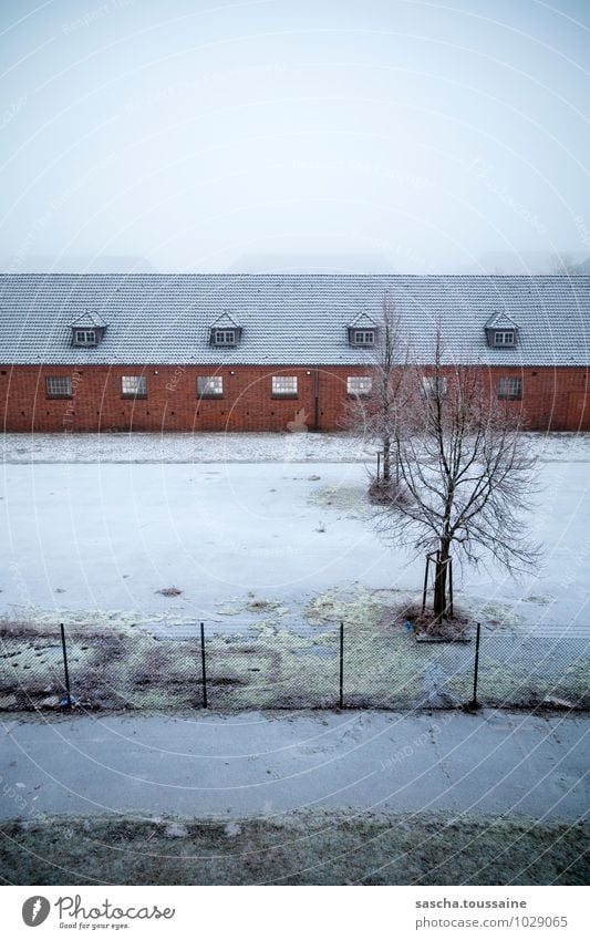 Daily outlook Autumn Winter Fog Snow Tree Deserted House (Residential Structure) Wall (barrier) Wall (building) Glass Brick Freeze Cold Rebellious Gloomy Town