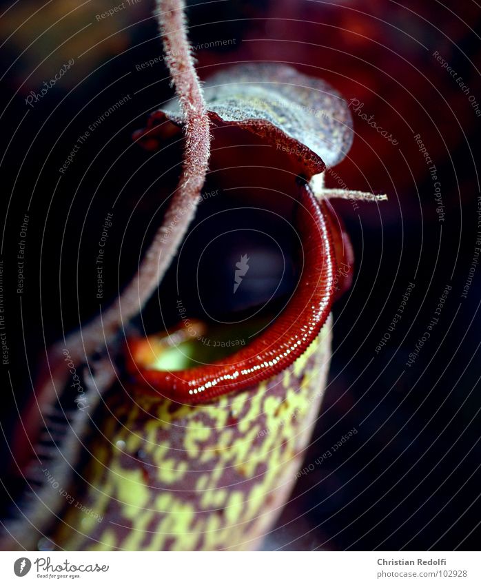 Carnivore of the 3. Plant Green Red To feed Captured Canna plant Macro (Extreme close-up) Close-up Carnivorous plants attractants Nutrition Ambush Nepetens