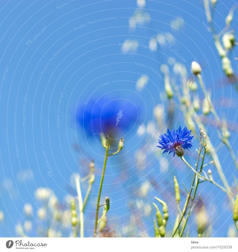 cornflower blue Environment Nature Landscape Plant Sky Cloudless sky Summer Beautiful weather Flower Blossom Wild plant Cornflower Field Blossoming Growth Blue