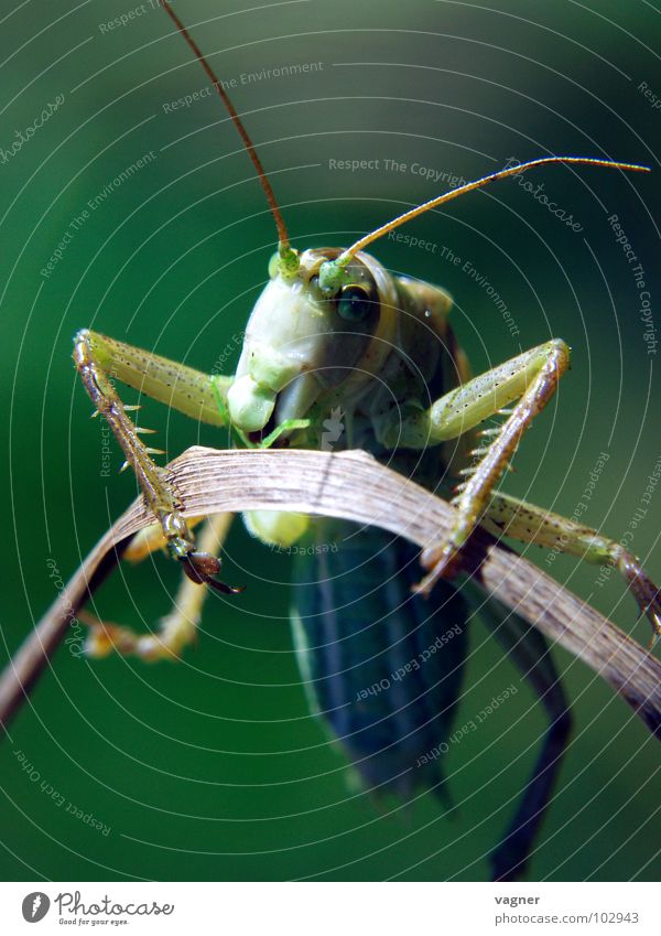 grasshopper Locust Curiosity Erz Mountains Summer Macro (Extreme close-up) Close-up insects Nature Electricity