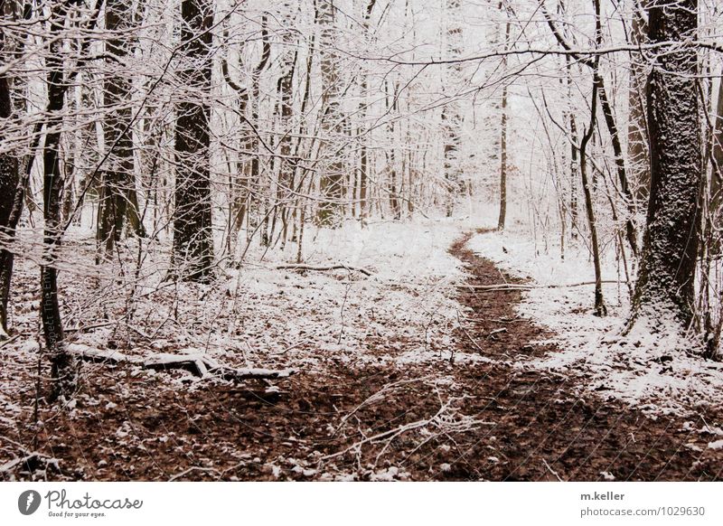 winter forest Nature Landscape Plant Winter Snow Forest forest path Natural Relaxation Cold Problem solving Optimism Surrealism Dream Sadness Environment