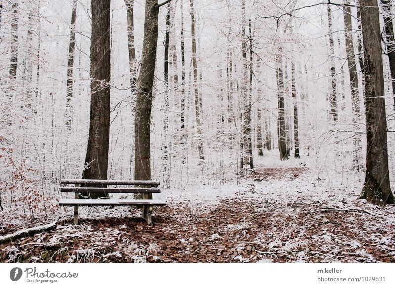 rest Snow Forest Bench Contentment Calm Loneliness Exhaustion Hope Inspiration Death Subdued colour Day