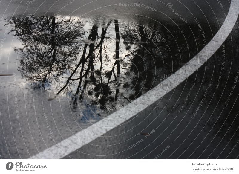 Tree reflected in a puddle Environment trees Puddle puddle of water Places Rainy weather Bad weather Environmental pollution Environmental protection Town Time