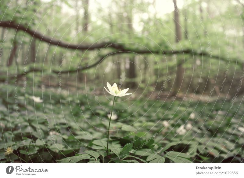 Wood anemone - white star-shaped flower in the forest Nature Plant Spring Flower Blossom Forest Uniqueness Small Joie de vivre (Vitality) Spring fever Optimism