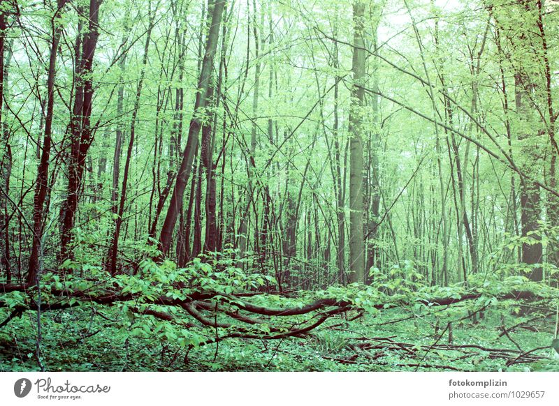 green jungle in Germany Forest trees Spring vegetation Ivy Spring fever Virgin forest Loneliness Discover Green plants Relaxation Contentment Calm overgrown