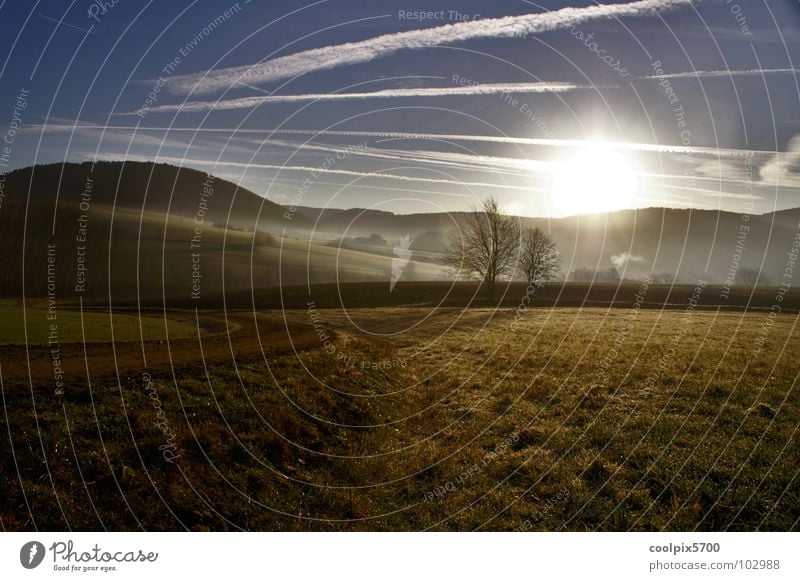 backlight Back-light Light Field Forest Meadow Tree Fog Sunrise Leisure and hobbies Summer Landscape Nature Relaxation