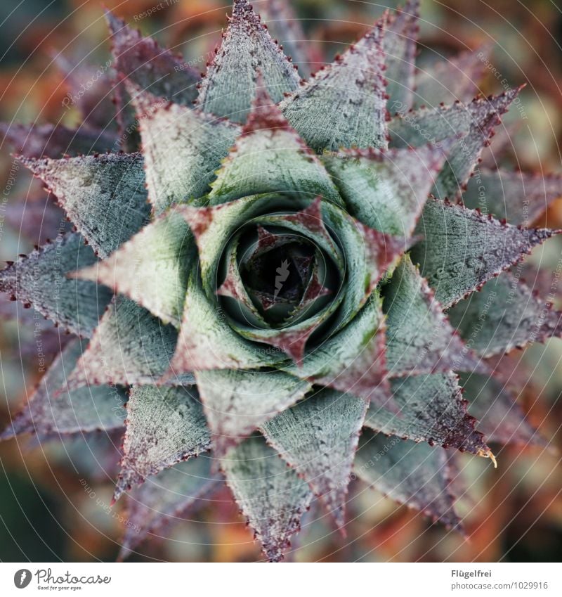 pineapple Garden Growth Pineapple Bushes Plant Star (Symbol) Structures and shapes Spine Sri Lanka Exotic Fruit Healthy Vitamin Leaf Symmetry Middle