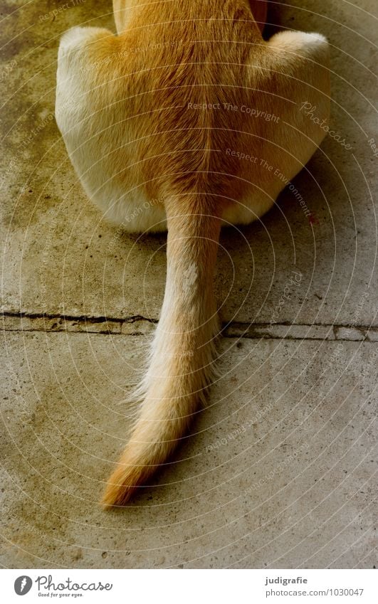 dog Animal Pet Dog 1 Concrete Sleep Sit Wait Soft Calm Pelt Labrador retriever Tails Colour photo Exterior shot Day