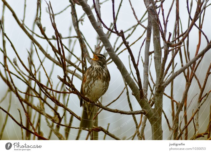 Bye, dear Anne! A farewell song ... Environment Nature Plant Animal Bushes Wild animal Bird Songbirds Red Thrush Throstle 1 Natural Sing Chirping Colour photo