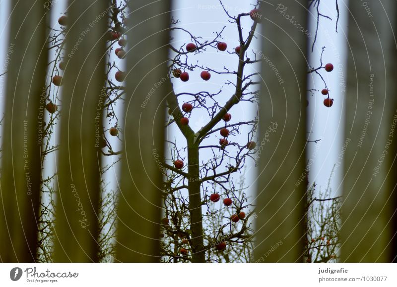 winter apple Environment Nature Plant Winter Tree Garden Fence To dry up Growth Natural Gloomy Apple Apple tree Harvest Colour photo Exterior shot Deserted