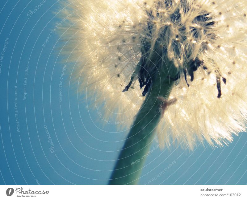 Please blow once! Dandelion Blow Sow Propagation Sperm Stalk Green White Gray Spring Beautiful Macro (Extreme close-up) Close-up Mouth Seed flower sperm Blue