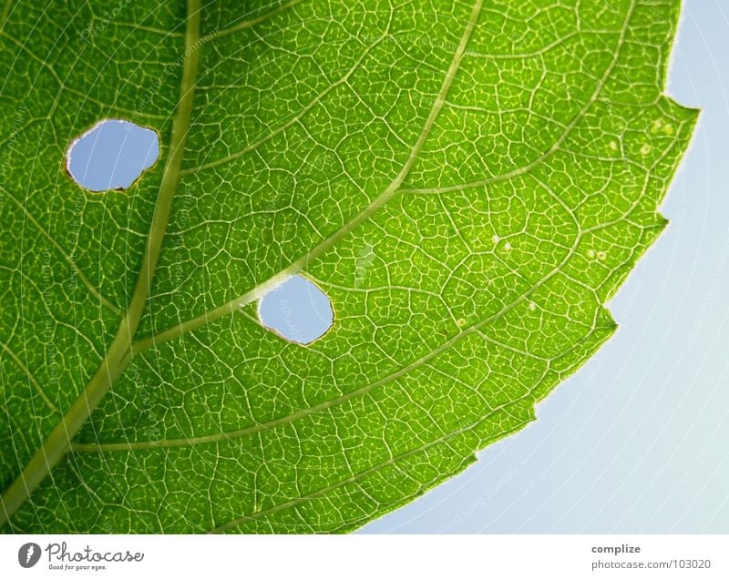 Strange Form Of Life Vessel Green Corner Worm Plant Tree Bushes Rachis Sky blue Vista Macro (Extreme close-up) Close-up Nature Blue sky Hollow greenish