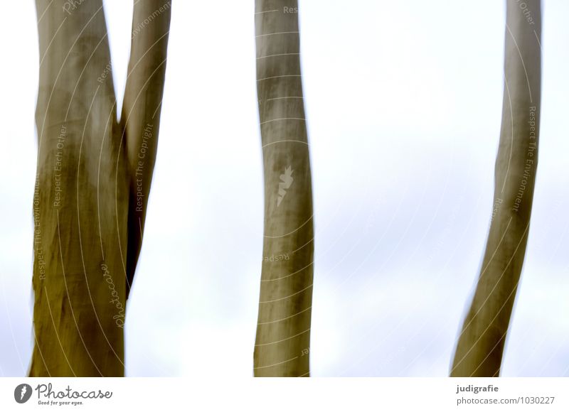 Book Environment Nature Sky Tree Forest Movement Exceptional Natural Moody Fear Mysterious Dream To fall Colour photo Exterior shot Experimental Blur