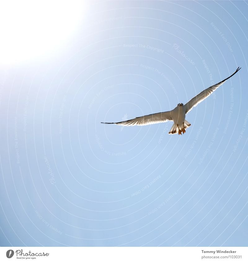 Mövenpic II Seagull Bird Sky blue Peace Sun Summer Ocean Lake Hover Sailing Low-flying plane Ease Light heartedness Foraging Aviation Airworthy Beach Infinity