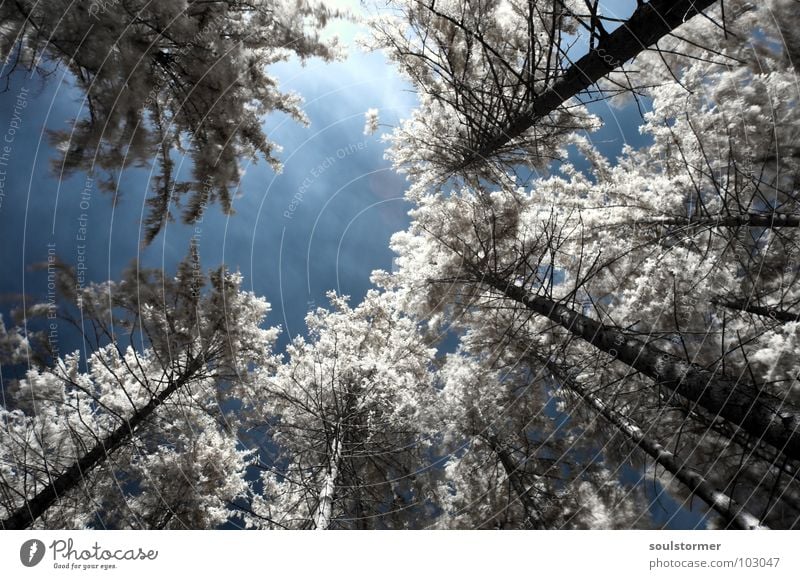 treetops Infrared White Infrared color Passenger train Black Red Clouds Grass Wayside Meadow Wood flour Wood effect Gorgeous Exceptional Dream Fence Tree Forest