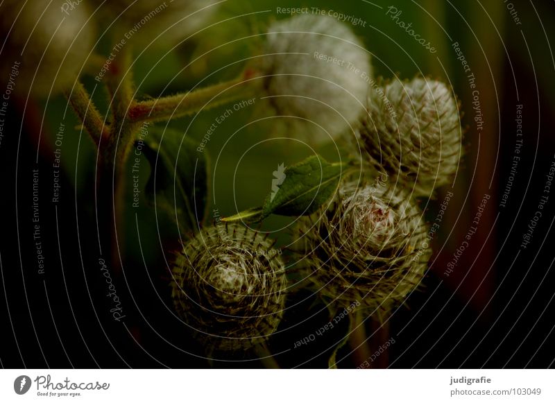 meadow Meadow Thistle Great burr Plant Stalk Brown Black Summer Environment Growth Flourish Beautiful Colour Thorn Point Wild animal Nature Simple