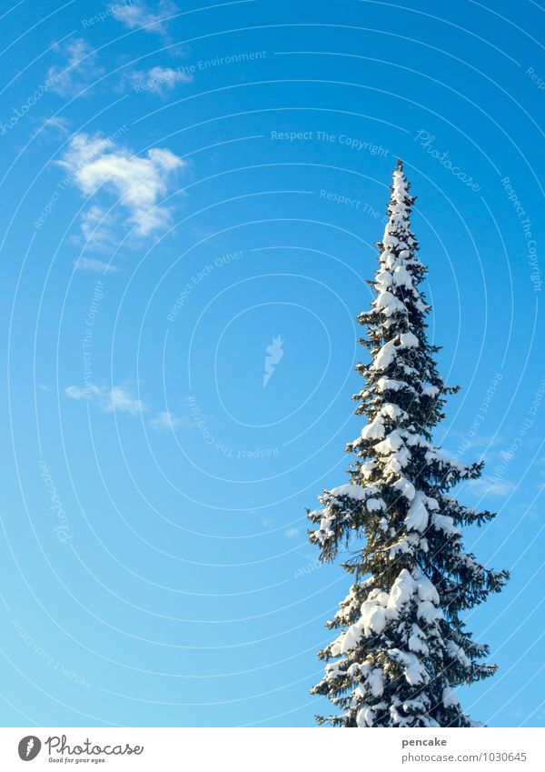 winter is great! Nature Elements Sky Clouds Sunlight Winter Beautiful weather Snow Sign Joie de vivre (Vitality) Fir tree Point Colour photo Exterior shot