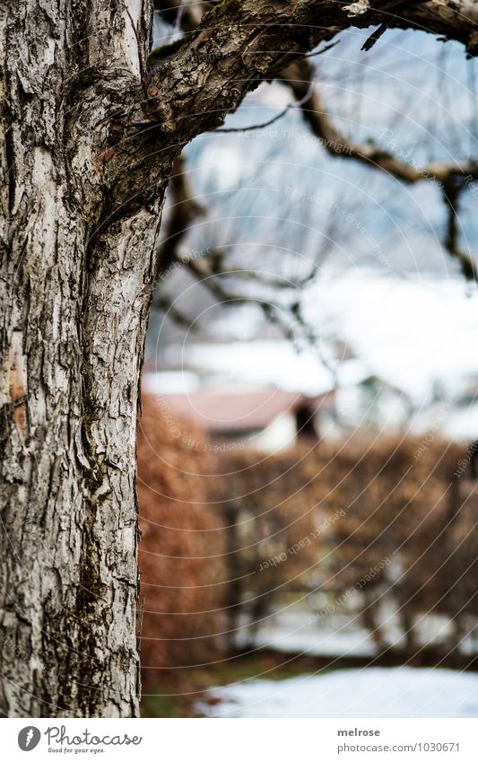 Half thing Nature Landscape Winter Beautiful weather Ice Frost Tree Twigs and branches Bushes Garden Park House (Residential Structure) tree half Wood Breathe