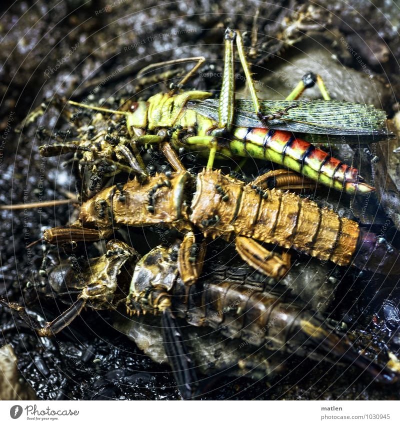 mass grave Animal 3 Group of animals Animal family Lie Brown Multicoloured Yellow Green Red Black Death Side by side Insect Ant Frightening Colour photo