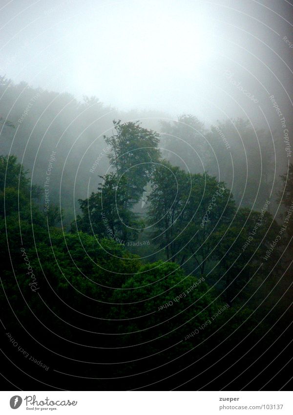 Rainforest Sauerland Colour photo Exterior shot Deserted Copy Space top Copy Space bottom Day Light Contrast Sunbeam Central perspective Summer Landscape Fog