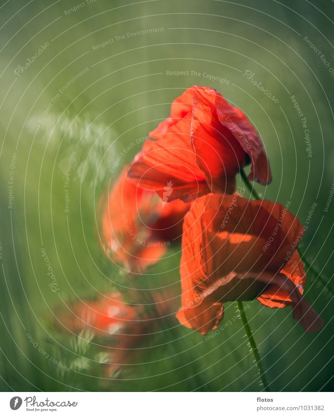 Opium for the soul =) Nature Plant Sunlight Summer Beautiful weather Blossom Foliage plant Field Blossoming Fragrance Illuminate Fresh Natural Soft Green Red