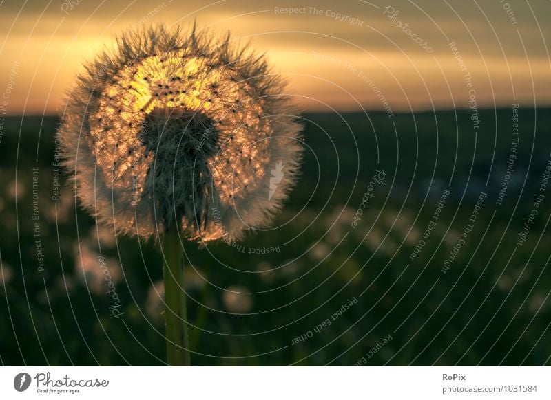 dandelion Environment Nature Landscape Plant Sky Clouds Horizon Sun Sunrise Sunset Sunlight Summer Beautiful weather Flower Wild plant Dandelion Field Meadow