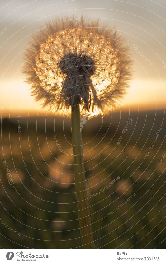 evening mood Wellness Well-being Nature Landscape Plant Sun Sunrise Sunset Sunlight Summer Beautiful weather Warmth Flower Wild plant Dandelion Meadow Field