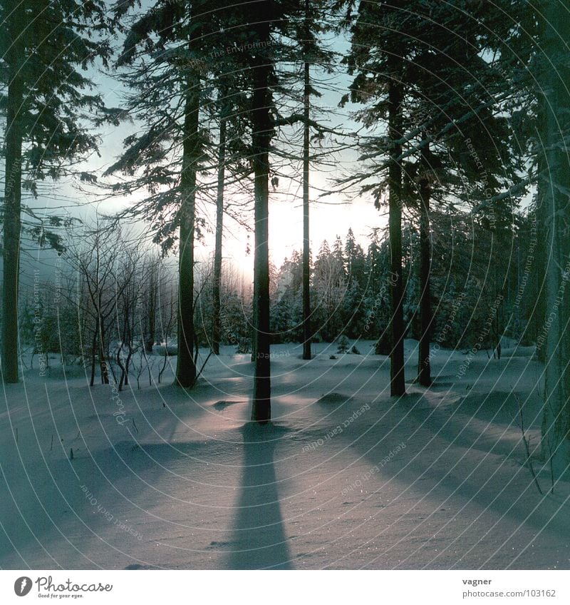 Sunset Winter Forest Tree Snow Shadow Evening