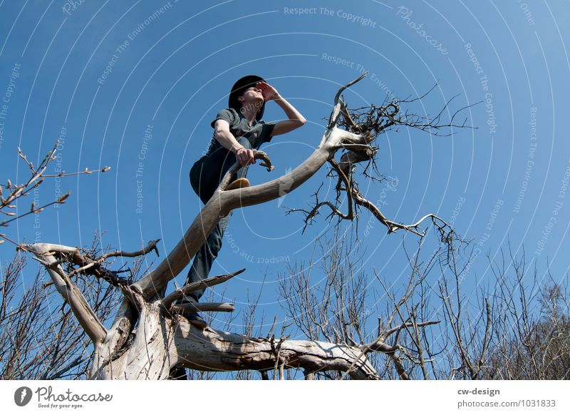 Teenager climbed a bare tree and enjoys the view younger youthful Youth culture teen Tree Bleak bare trees Blue sky Blue background Gray Man male person Nature