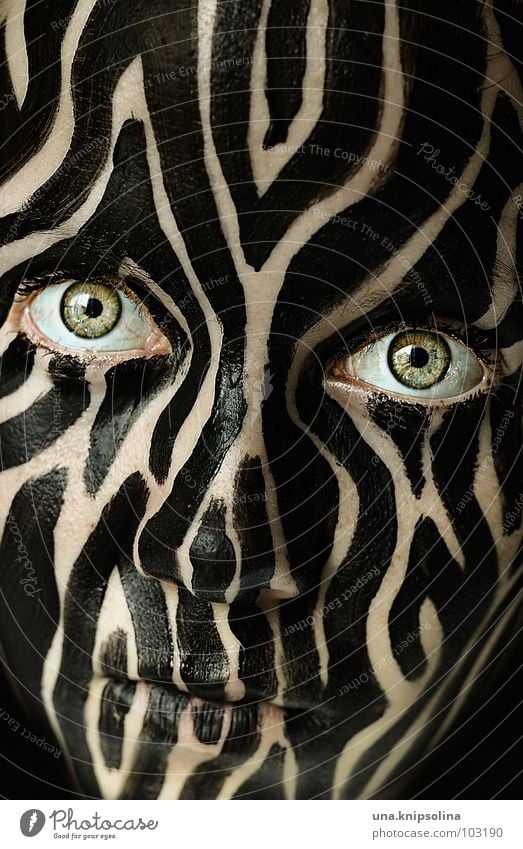 tiger horse Eyes Pelt Stripe Black Colour Painted Striped wildlife Pattern Portrait photograph Facial painting Camouflage Camouflage colour