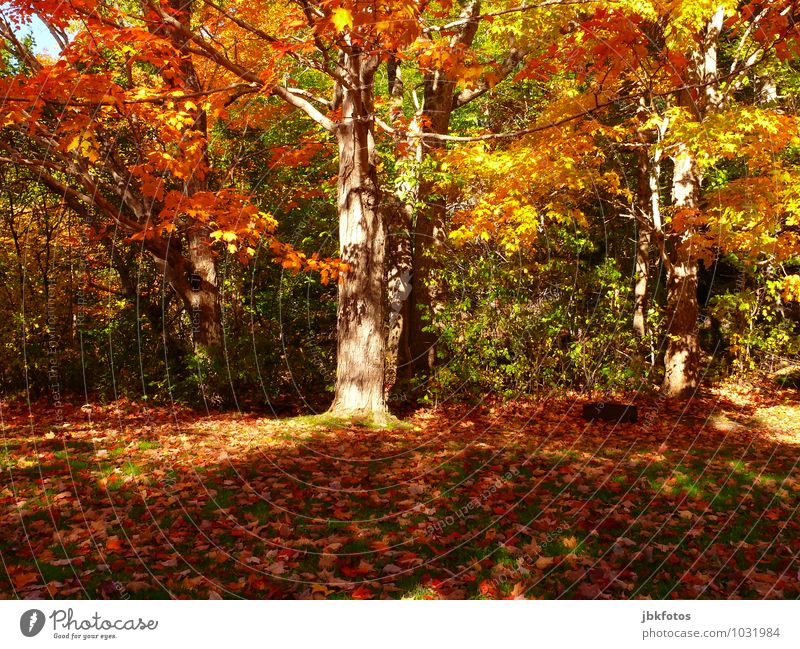 autumn Environment Nature Landscape Sun Plant Tree Garden Park Forest Emotions Joy Happy Happiness Power Sympathy Life Curiosity Hope Autumn Autumn leaves