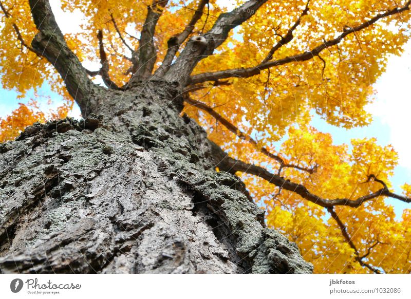 tree of life Landscape Plant Sky Sun Beautiful weather Tree Norway maple Maple tree Maple branch Garden Park Forest Exotic Gigantic Natural Multicoloured Happy