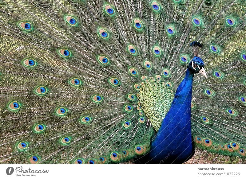 peacock Animal Bird Peacock chicken birds Peacock feather 1 Rutting season Colour photo Exterior shot Close-up Day Central perspective