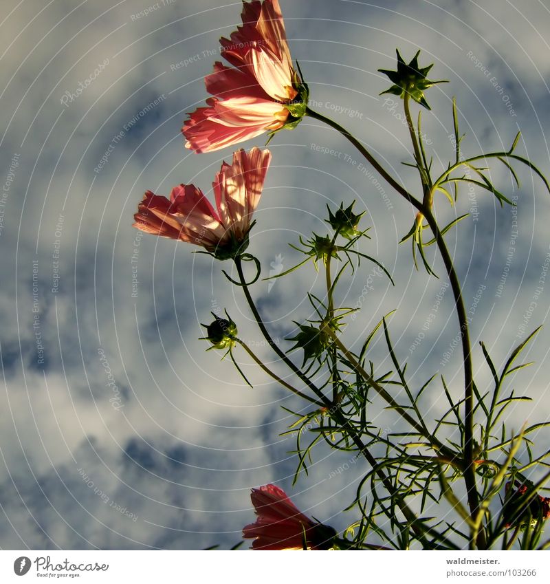 Cosmea in the evening light Cosmos Flower Plant Blossom Evening Evening sun Shadow Garden Flowerbed Delicate Beautiful Warmth Sky Clouds