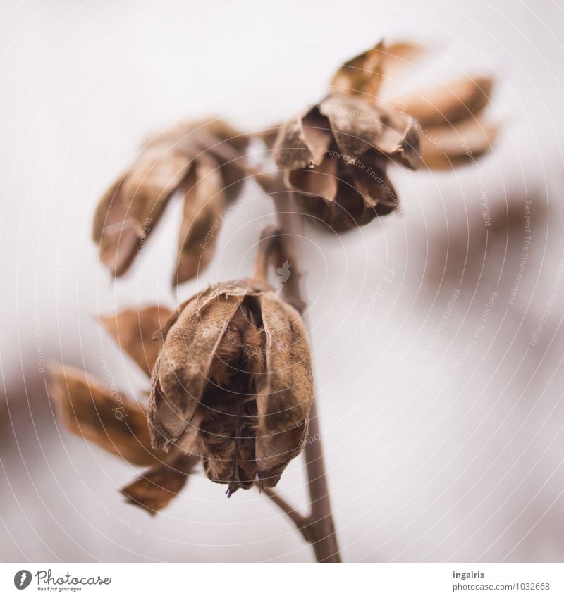 Ephemeral Nature Plant Winter Mallow plants Seed Twig Hang To dry up Old Exceptional Natural Round Gloomy Dry Brown Gray White Moody Hope Belief Grief Sadness