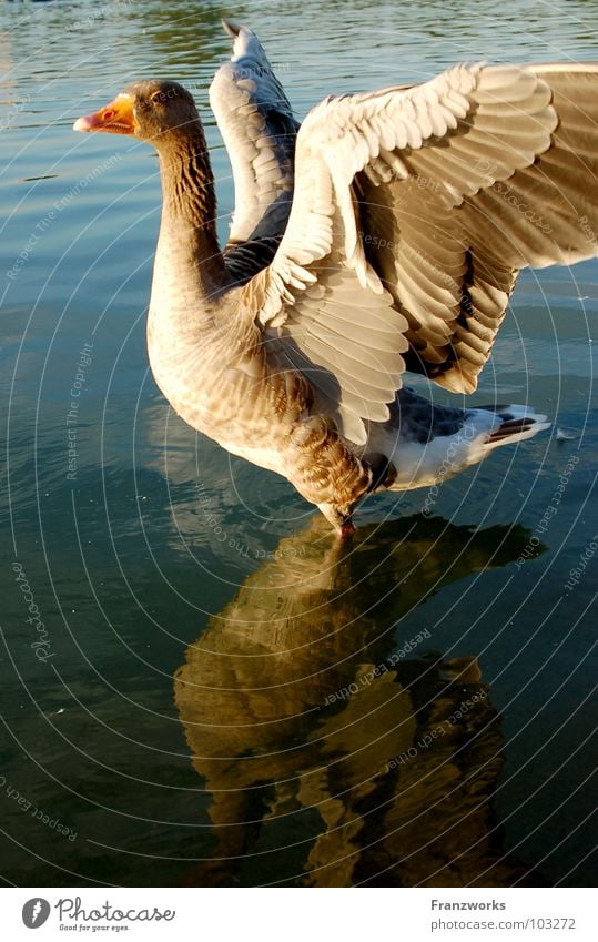 Arro Ganter Goose Bird Beak Lake Reflection Judder Rutting season Beautiful Animal Wing Feather Water Duck Posture chatter Nature Flying Free Contentment