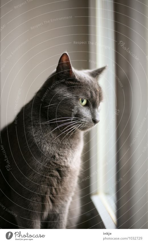 le chat... Window Pet Cat Domestic cat 1 Animal Observe Crouch Looking Curiosity Emotions Interest Colour photo Interior shot Close-up Deserted Copy Space right