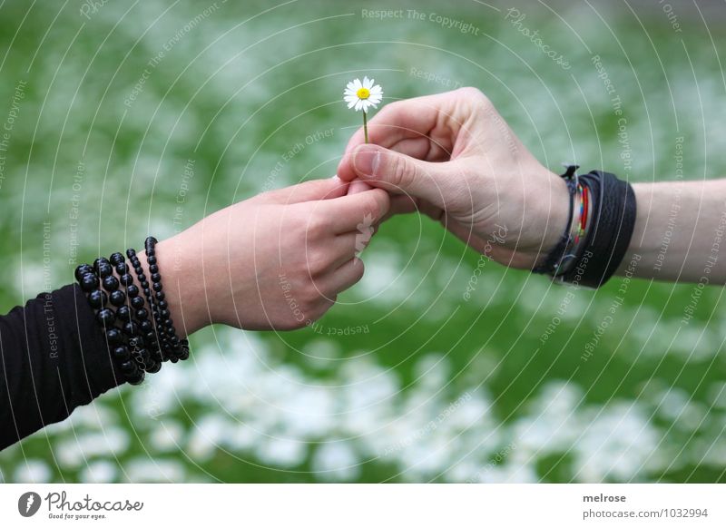 I Love You Valentine's Day Young woman Youth (Young adults) Young man Couple Partner Hand Fingers 2 Human being 18 - 30 years Adults Nature Plant Spring Flower