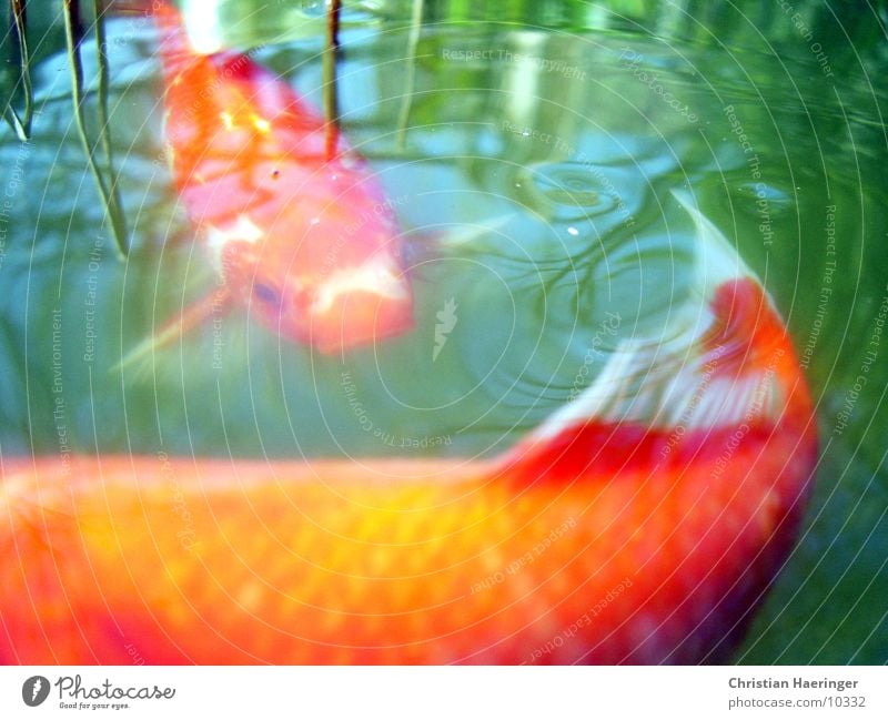 goldfish Lake Pond Red Yellow Surface Reflection Fish Water Plant Orange