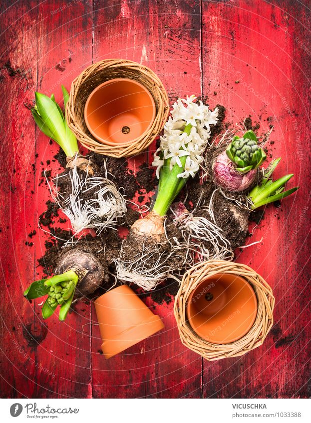 Hyacinth with potting soil and flower pots Style Design Summer Garden Nature Plant Spring Flower hyacinth Symbols and metaphors Spring flower Hyacinthus