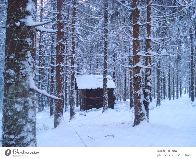 hut magic Winter Snow Winter vacation Living or residing House (Residential Structure) Dream house Environment Nature Landscape Ice Frost Tree Virgin forest