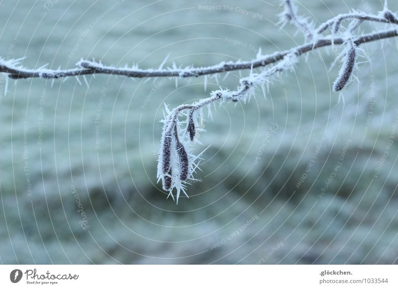 sticky business Winter Ice Frost Bushes Cold Transience Winter mood Subdued colour Exterior shot Macro (Extreme close-up) Deserted Neutral Background Morning