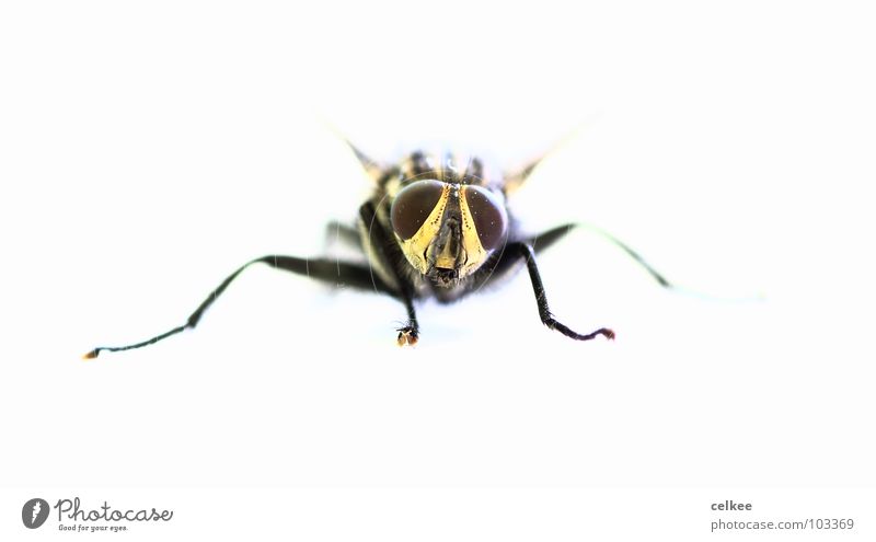 as if from nowhere... Compound eye White Fly Death Macro (Extreme close-up) Bright Feet Legs