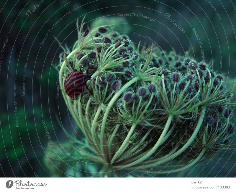 evening stroll Life Environment Nature Plant Animal Beautiful weather Bushes Blossom Foliage plant Wild plant Common Yarrow Beetle Movement Crawl Moody