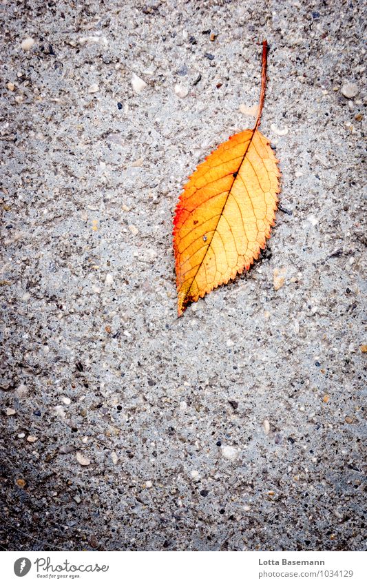 leaf Nature Plant Autumn Tree Leaf Foliage plant Wild plant Street Pavement Town Stone Concrete Natural Dry Yellow Gray Orange Environment