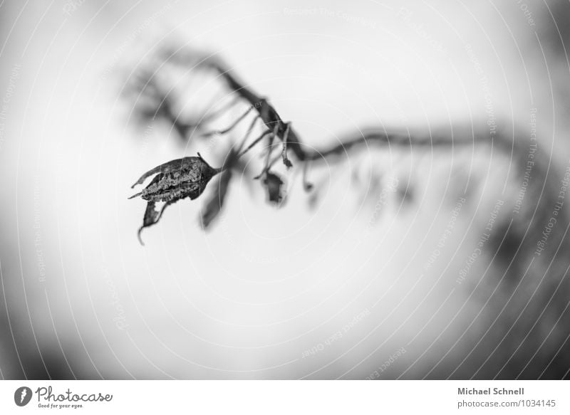 arid Environment Nature Winter Plant Bushes Blossom Forest Small Dry Black White Sadness Death Decline Transience Shriveled Black & white photo Exterior shot