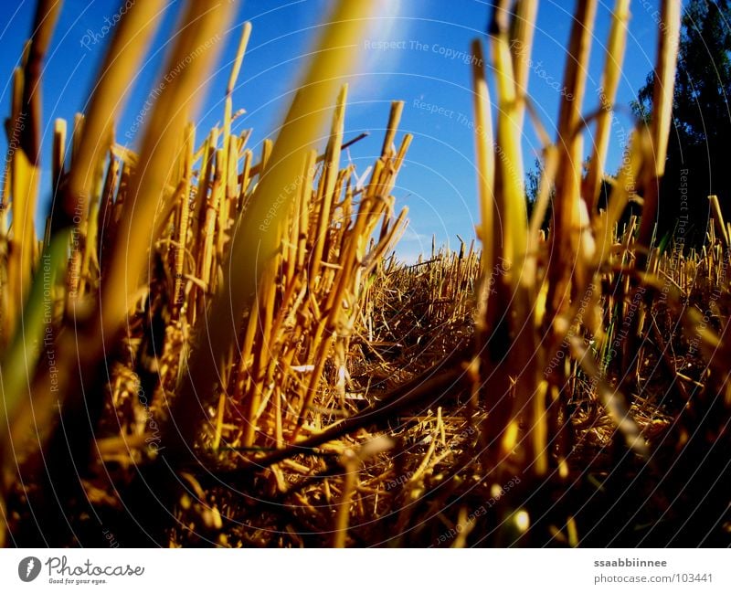 mouse perspective Stubble field Summer Harvest Floor covering Sky sunny day Blue Illuminate