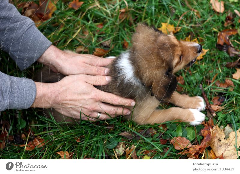 two hands hold and stroke a puppy Puppy Man Caress Hand Animal Pet Dog Baby animal Touch To hold on Emotions Trust Safety Protection Safety (feeling of) Agreed