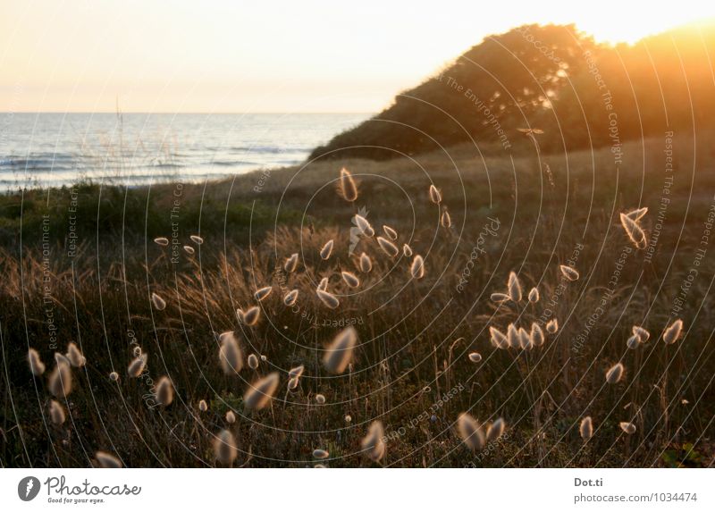 Île d'Oléron Environment Nature Plant Water Horizon Sunrise Sunset Sunlight Summer Grass Wild plant Coast Maritime Moody Idyll France velvet grass Dune Dusk